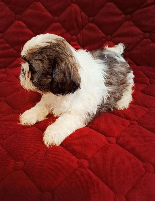 Śliczne Pieski Shih-tzu