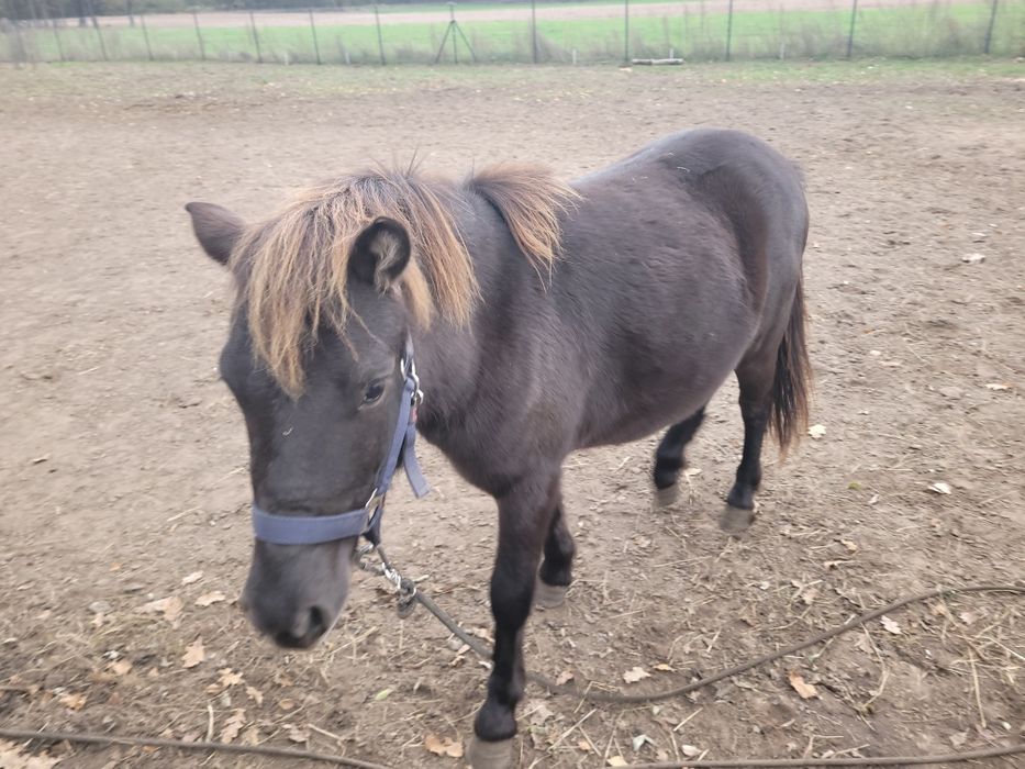 Sprzedam klacz ogiera kuca