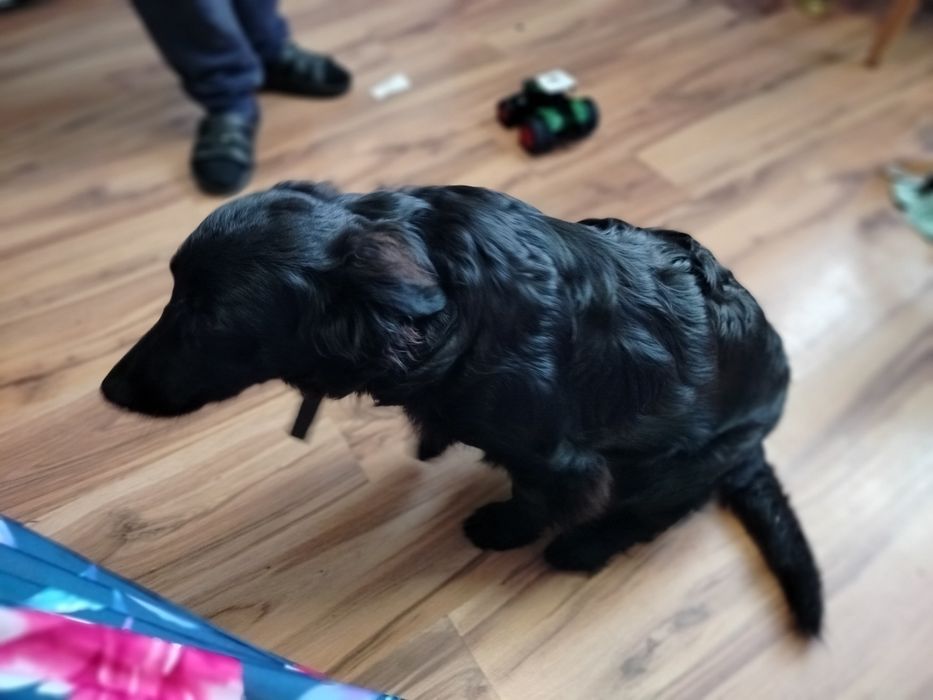 Możliwy dowóz Piękny zadbany pies szuka domu z książeczka zdrowia półr