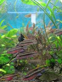 Barwniak czerwonobrzuchy ryby akwariowe