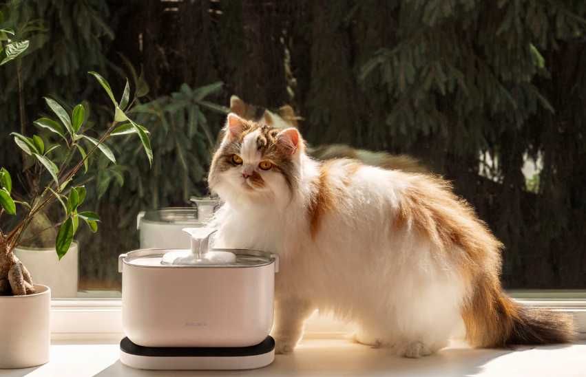 NOWOŚĆ Petlibro Dockstream fontanna na ruch dla kota z baterią