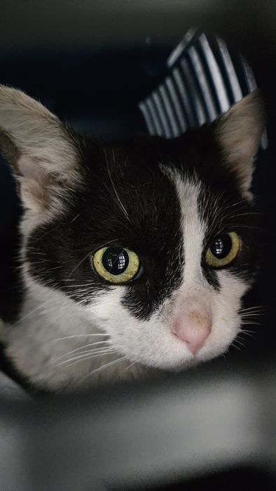 Kocurek Koleżka szuka lokum.