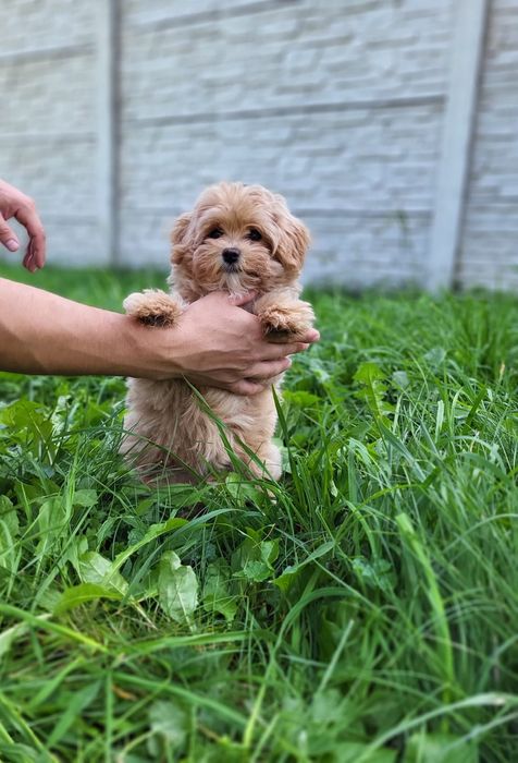 Маленька леді з документами. Мальтипу. Мальтіпу