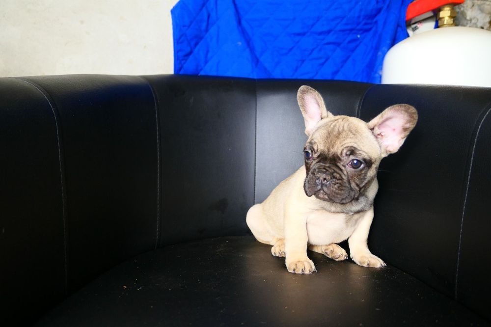 Buldog francuski bezowy aktualne