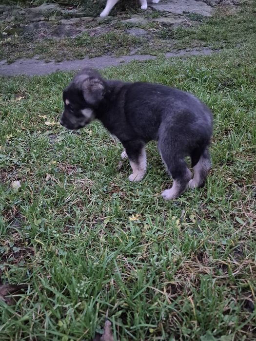 Віддам цуценятко ,дворняжка