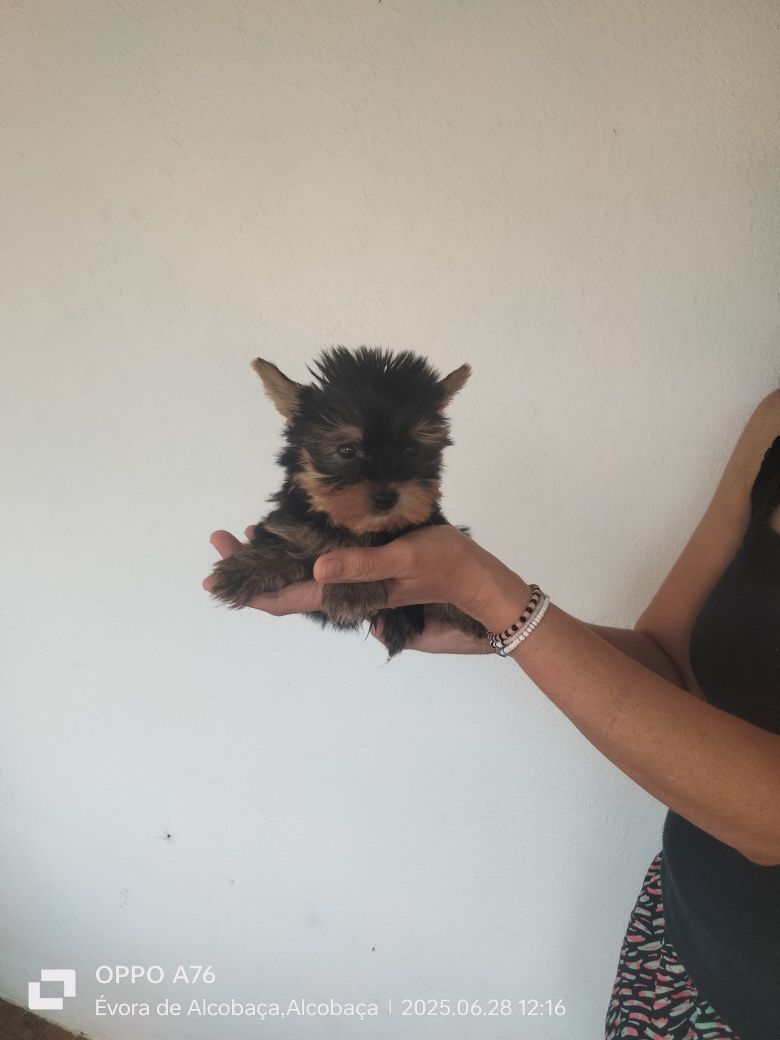 Yorkshire ( miniatura) macho