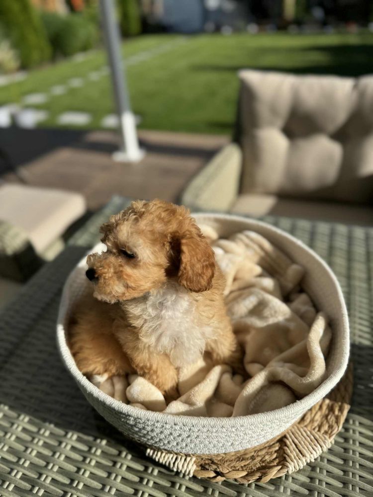 MALTIPOO Sunia  - gotowa do nowego domu