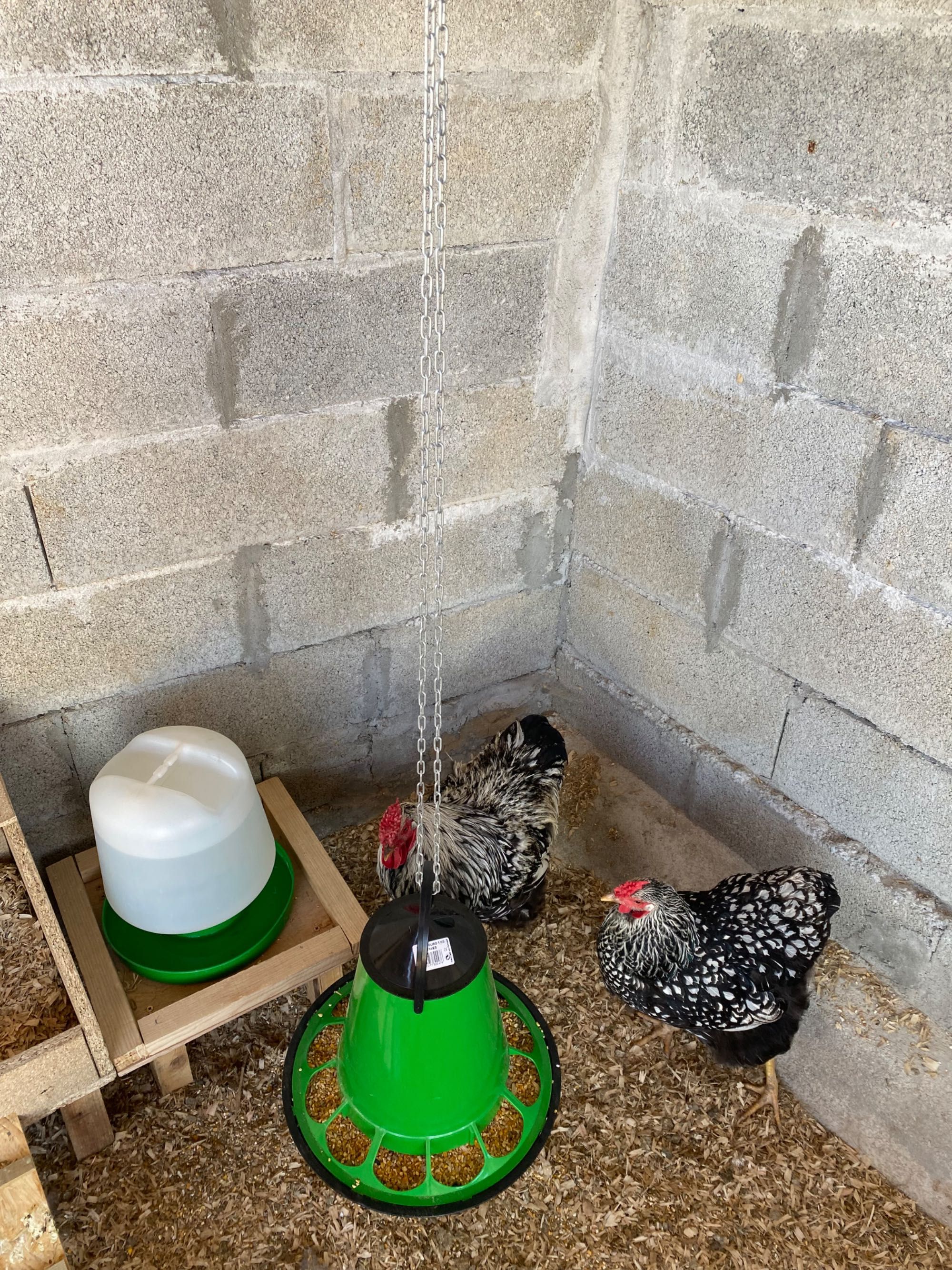 Ovos galados de brahma e Wayandotte e outras raças