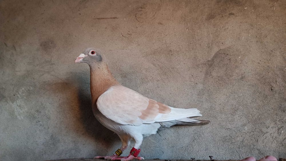 Gołębie Pocztowe! Kapitalna Samica Sion/Biały Dziób/Czip /Unikat!