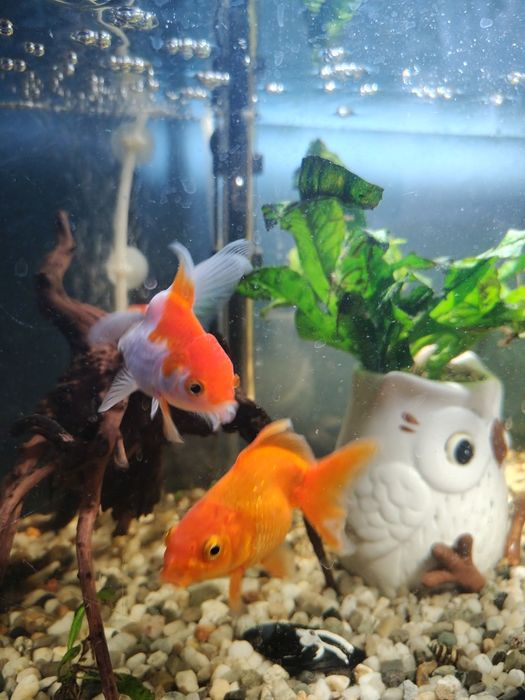 Akwarium do sprzedania 60 litrów