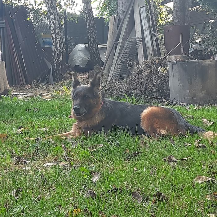 Owczarek niemiecki suczka