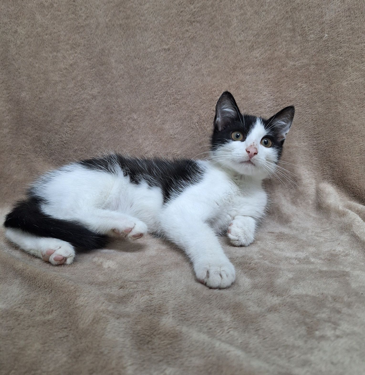 Kocurek do adopcji