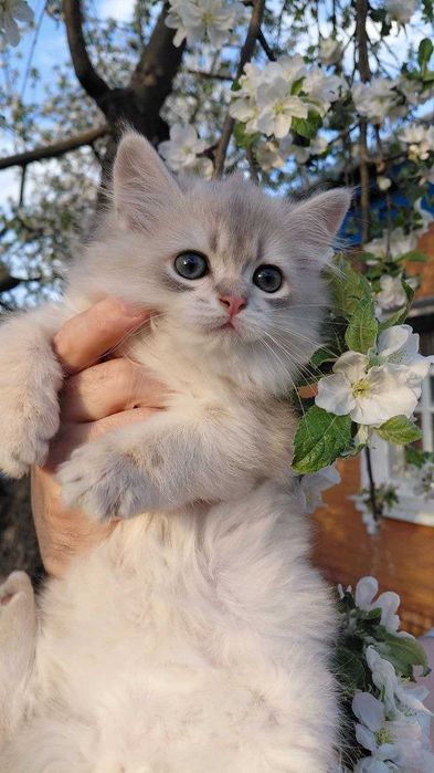 Шотландская золотая шиншилла (голубое золото)