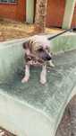 Chinese Crested Dog