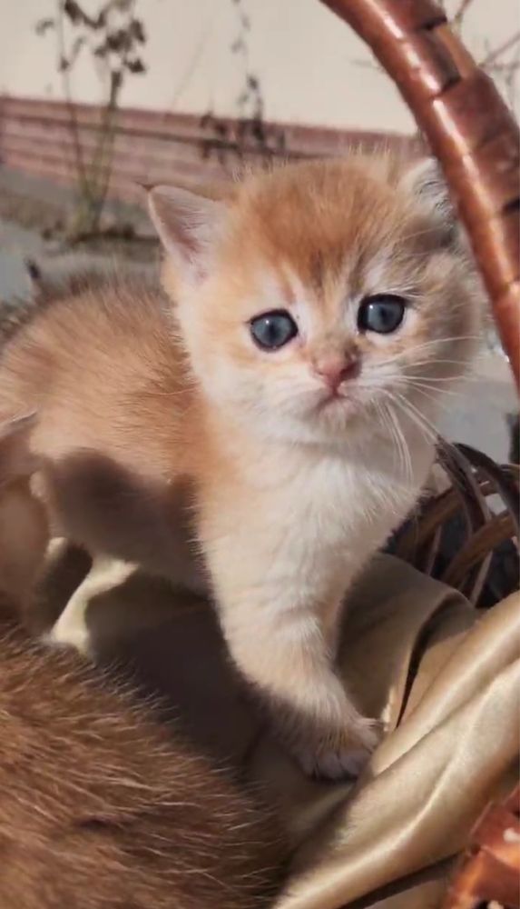 Чарівне кошеня золота шиншила