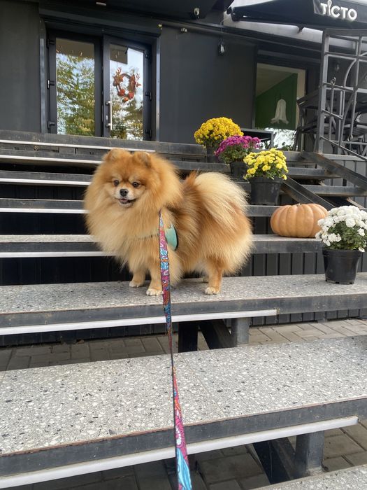 Вʼязка Прмеранського шпіца.Шон шукає  даму серця для продовження роду