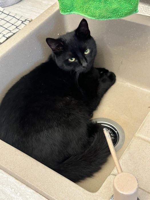 Zaginął kotek czarny Wampirek