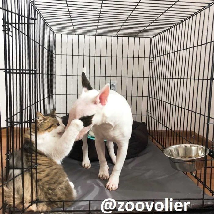 Клетка клітка вольер переноска домик место для собак кошек птиц. Киев