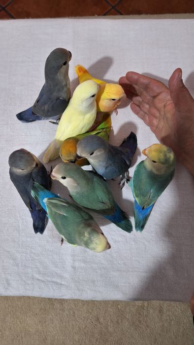 Agapornis Domesticados