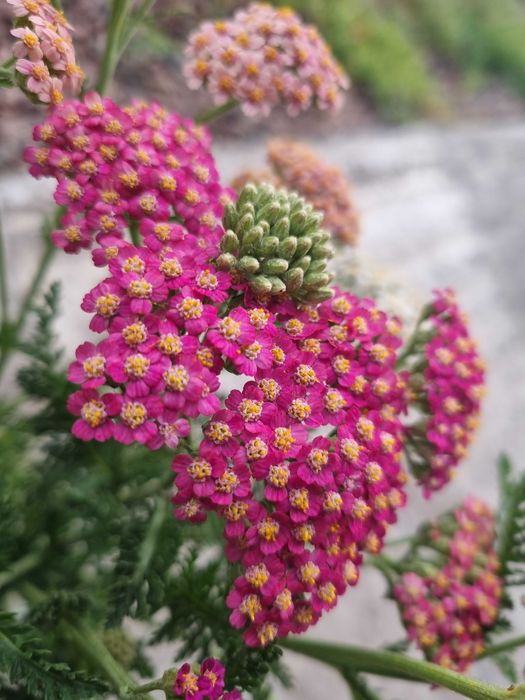 Тысячелистник астильба маргаритка