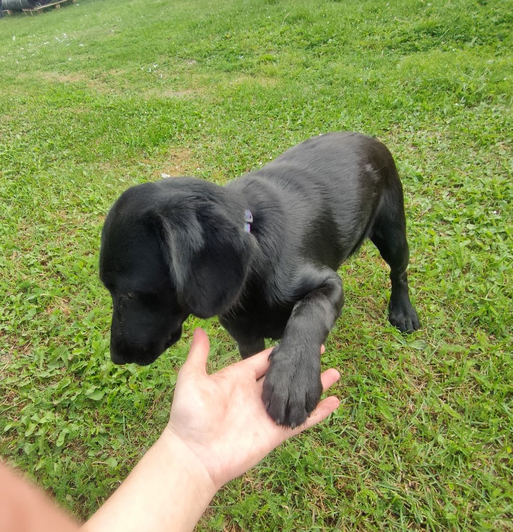 Szczeniak suczka mieszaniec labradora i Cocker spaniela