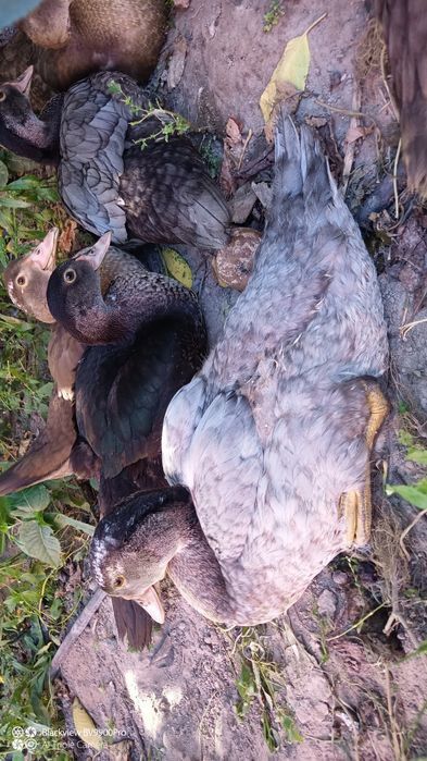 Продам качок мускусної породи