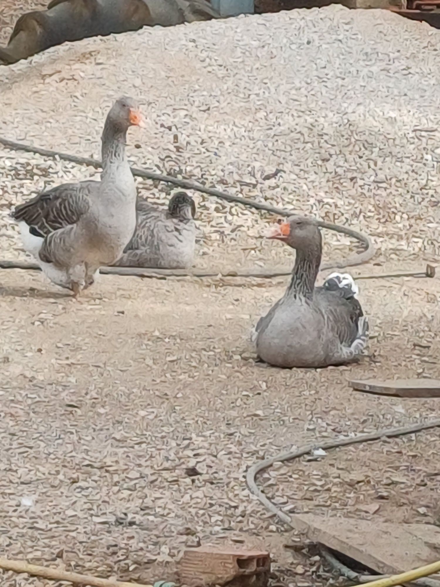 Vendo casal de gansos
