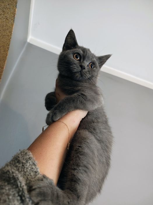 Kocurek brytyjski gotowy do odbioru