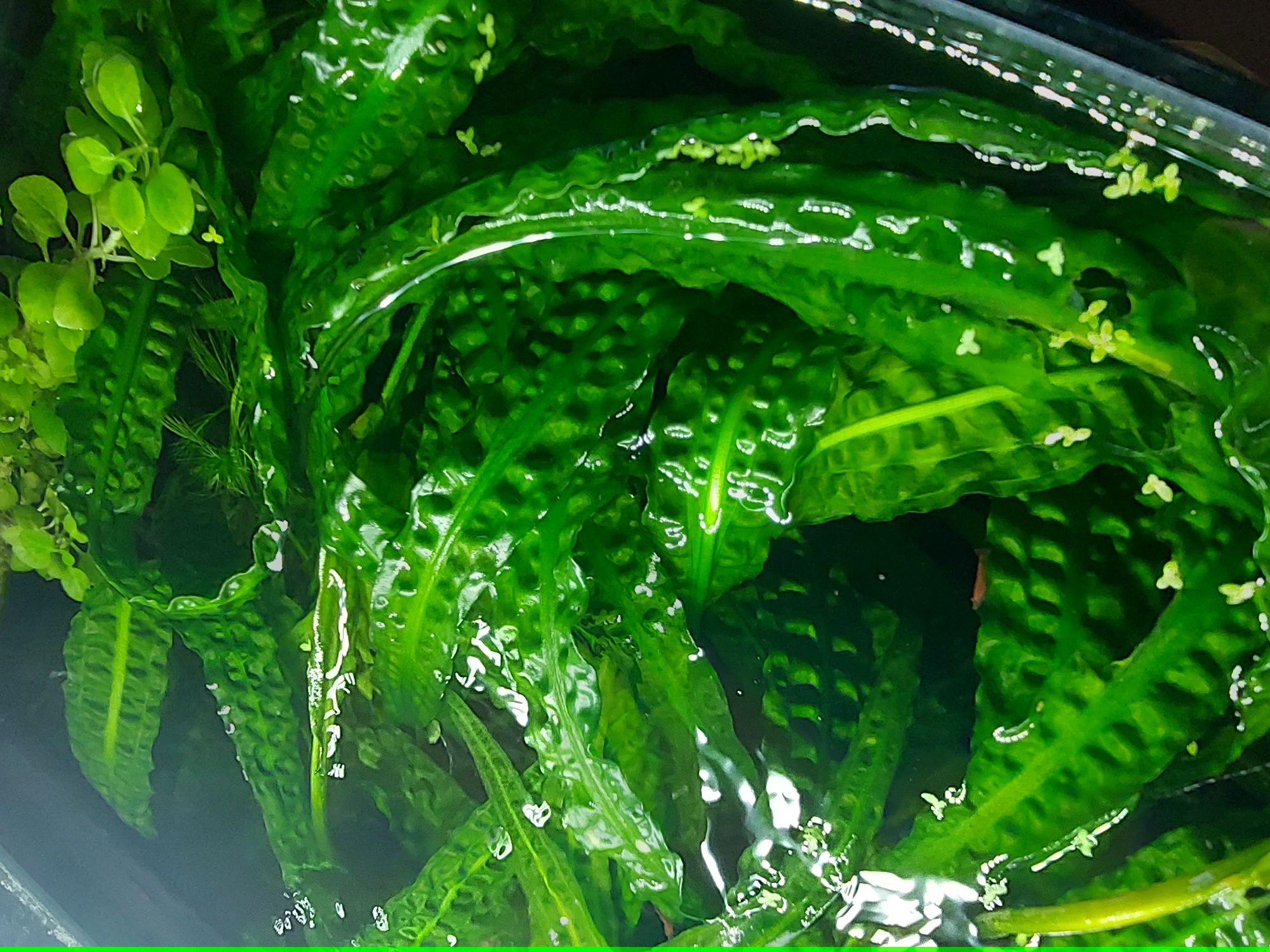 Cryptocoryne balansae, zwartka duże ponad 50cm