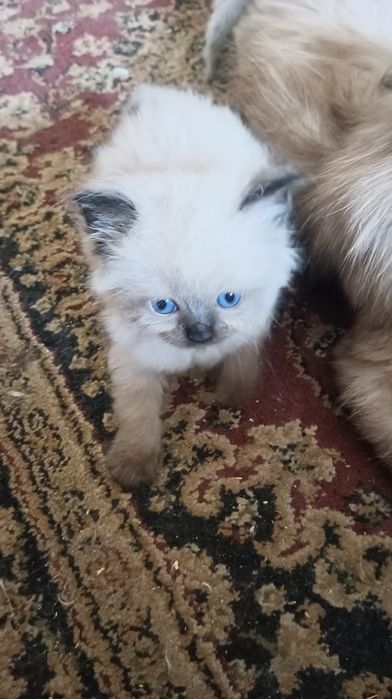 Невська маскарадна кошенята 1 міс, бронь