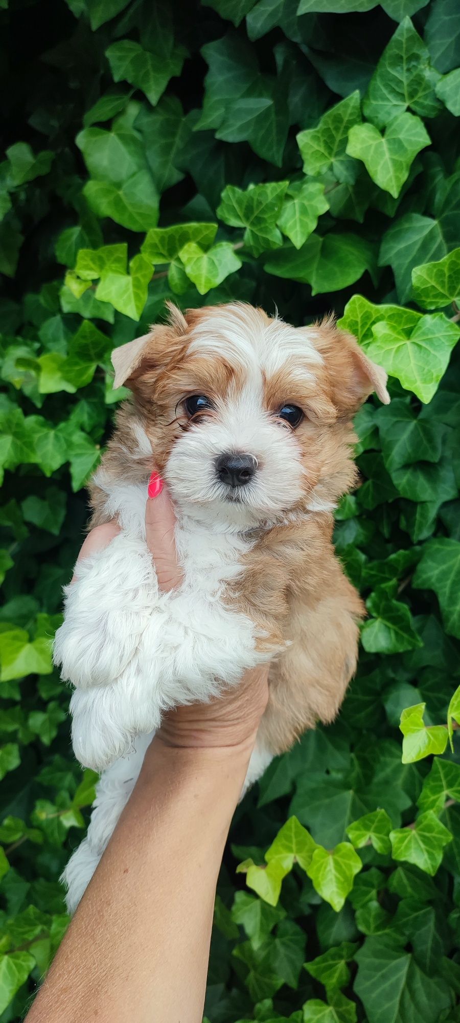 Yorkshire terrier piesek white ocean pear