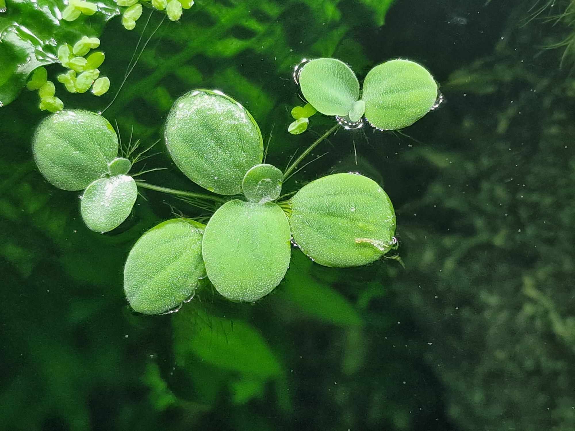 Pistia duże okazy. Roslinka akwariowa pływająca 1 szt