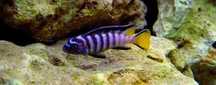 Pyszczak Pseudotropheus elongatus Mphanga, Możliwa