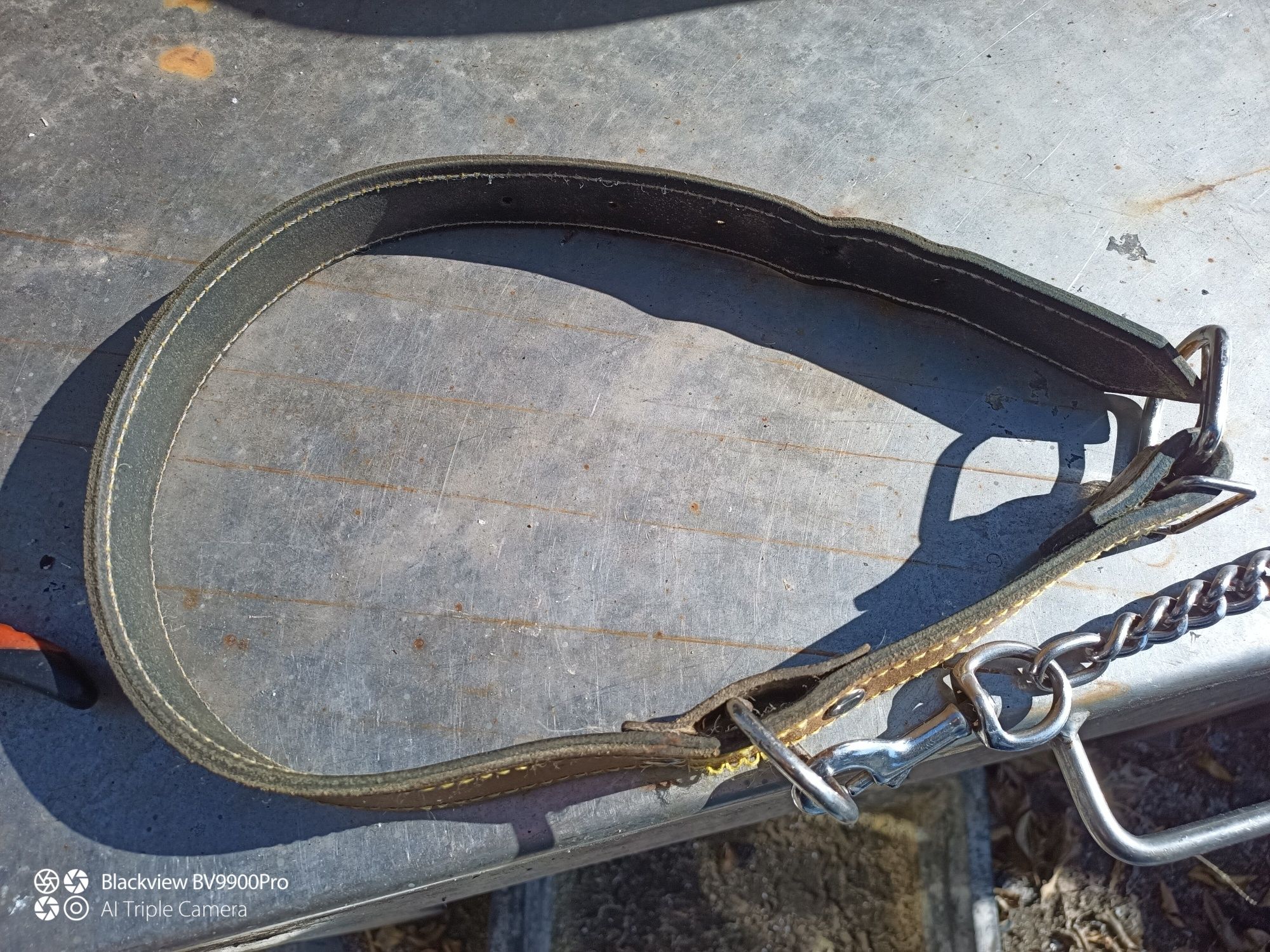 5 utensílios para cão de grande porte