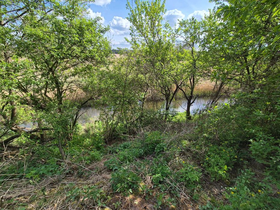 Działka nad rzeką w otoczeniu lasów