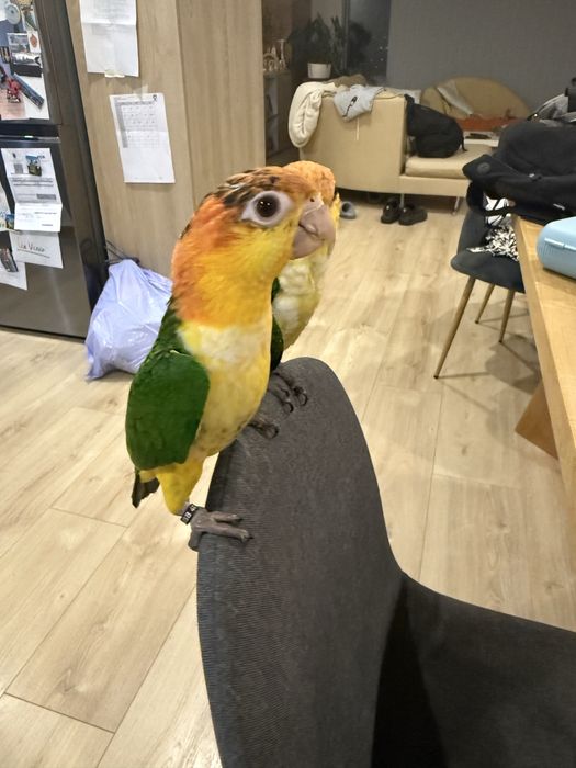 Marianinha criada ha mão Macho muito meigo