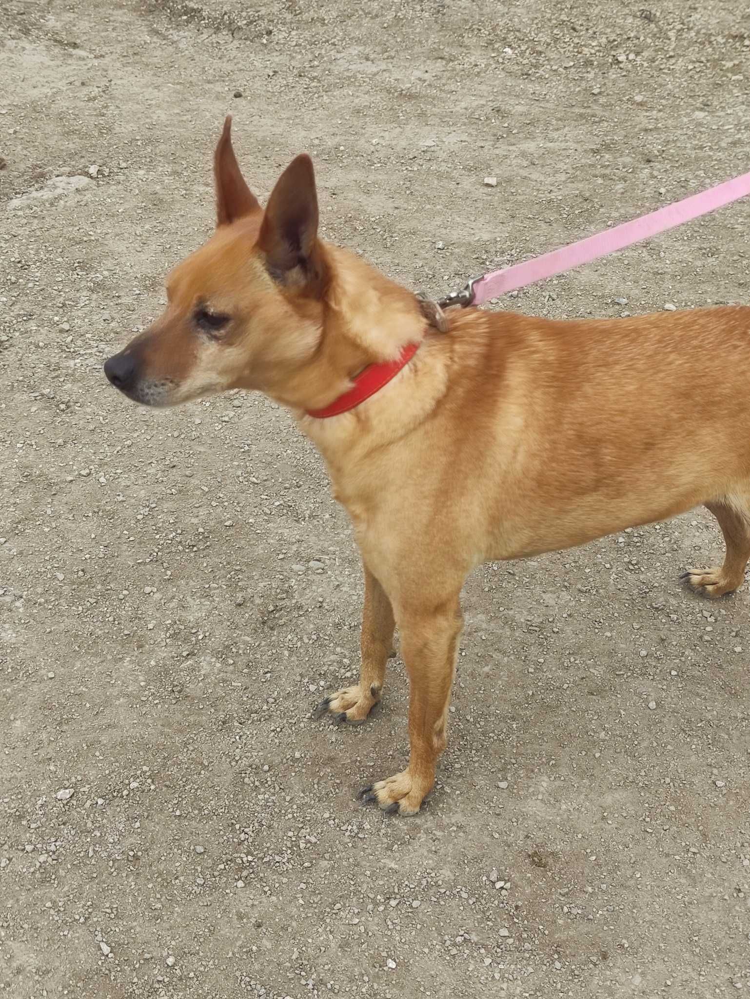 Tobias - cão pequeno para adoção