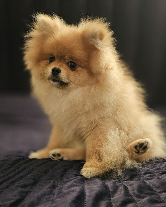 Szpic miniaturowy xs pomeranian samiec