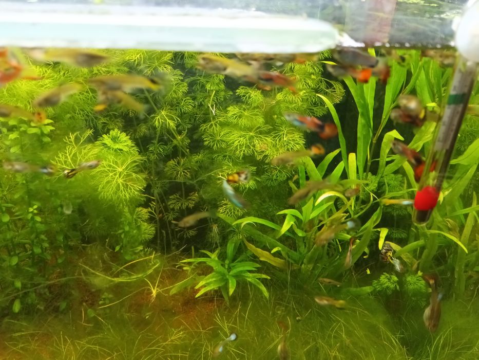 Vendo ou troco guppies