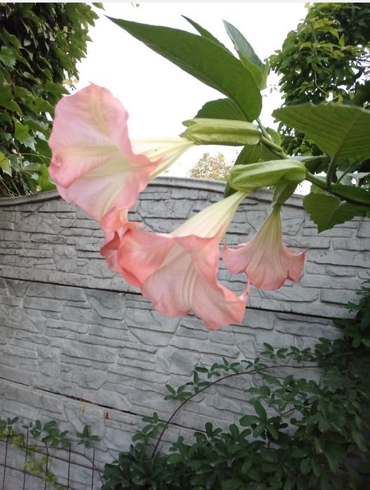 Продам бругмансiя - рожева