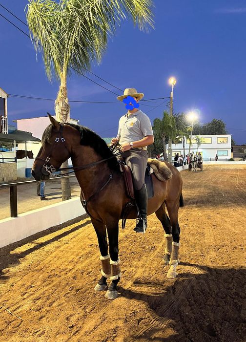 Cavalo Cruzado Lusitano