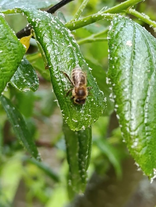 Prawdziwy Naturalny Miód z Mazurskiej Pasieki