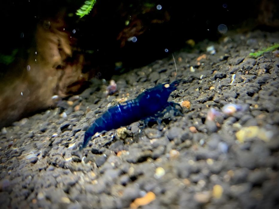 Krewetki Royal Tiger OE Caridina Niebieskie
