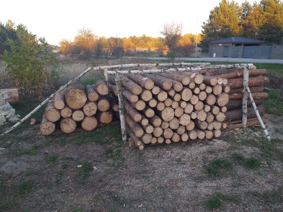 Drzewo opał sosna mokra