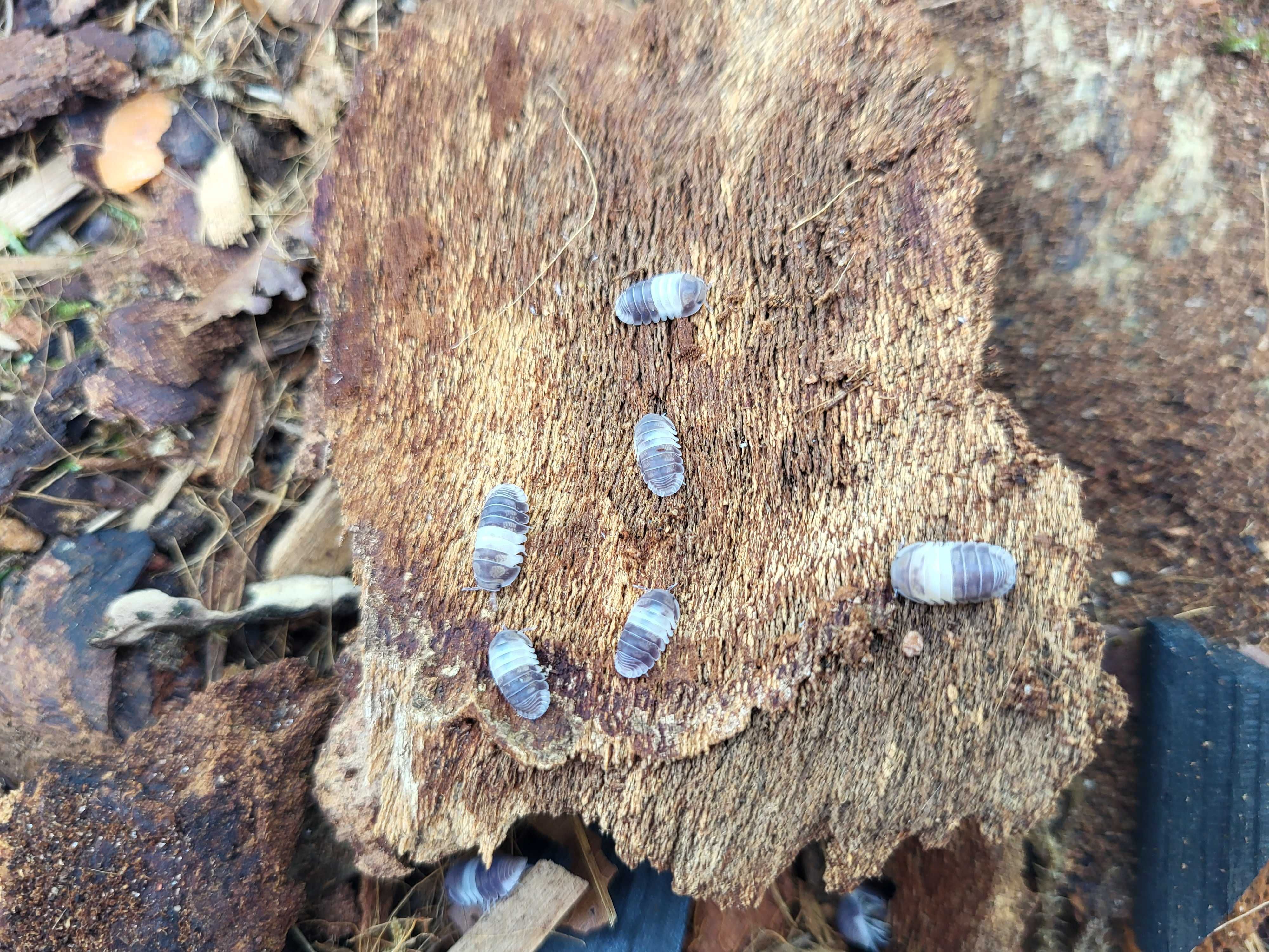 Prosionki(Cubaris sp Panda King)skorupiaki/stonogi/ekipa sprzątająca