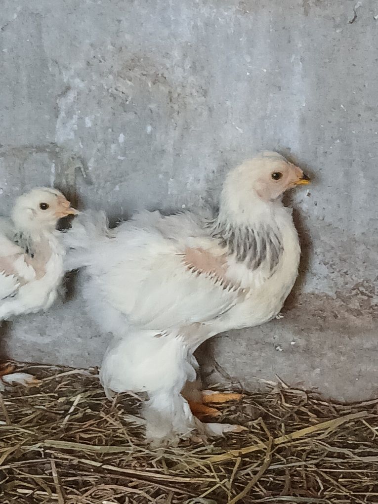 Frango brahma light azul