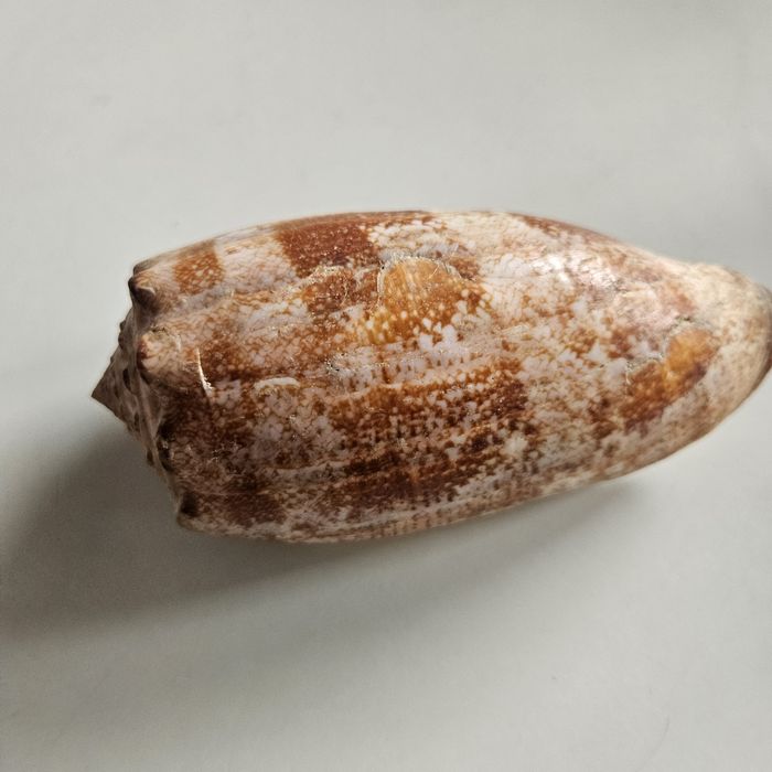 Ozdobne muszle Conus