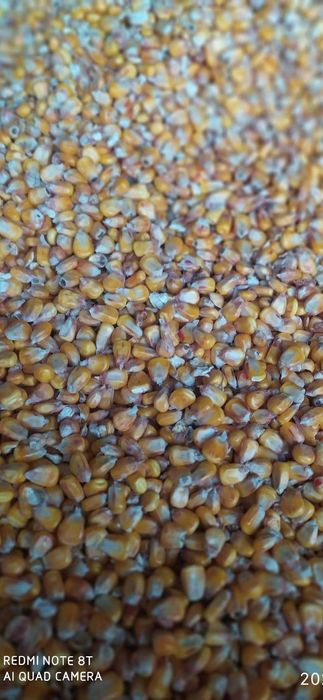 Sprzedam kukurydze sucha