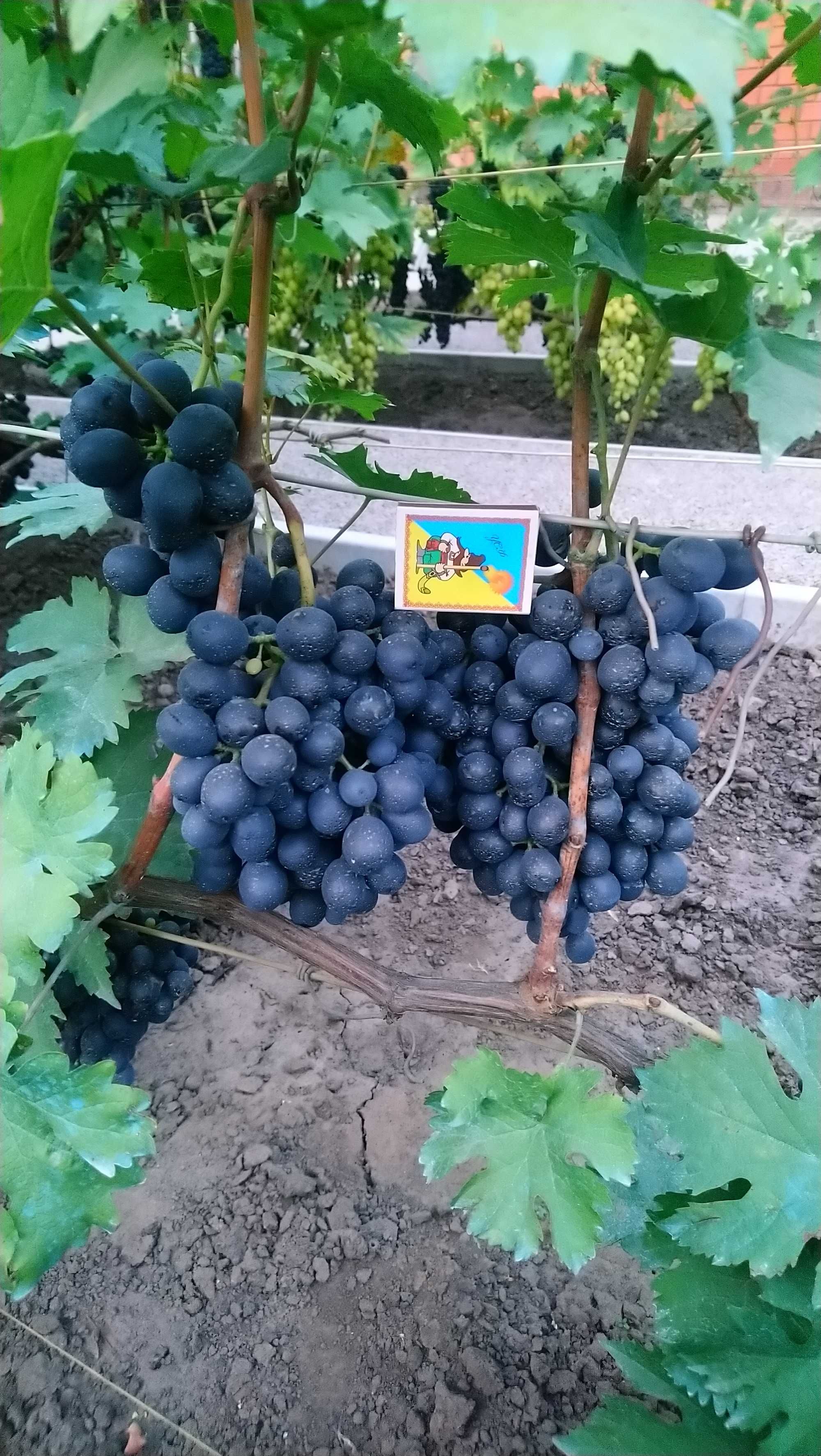 Продам кусты столового винограда