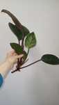Philodendron birkin DUŻA sadzonka odnóżka